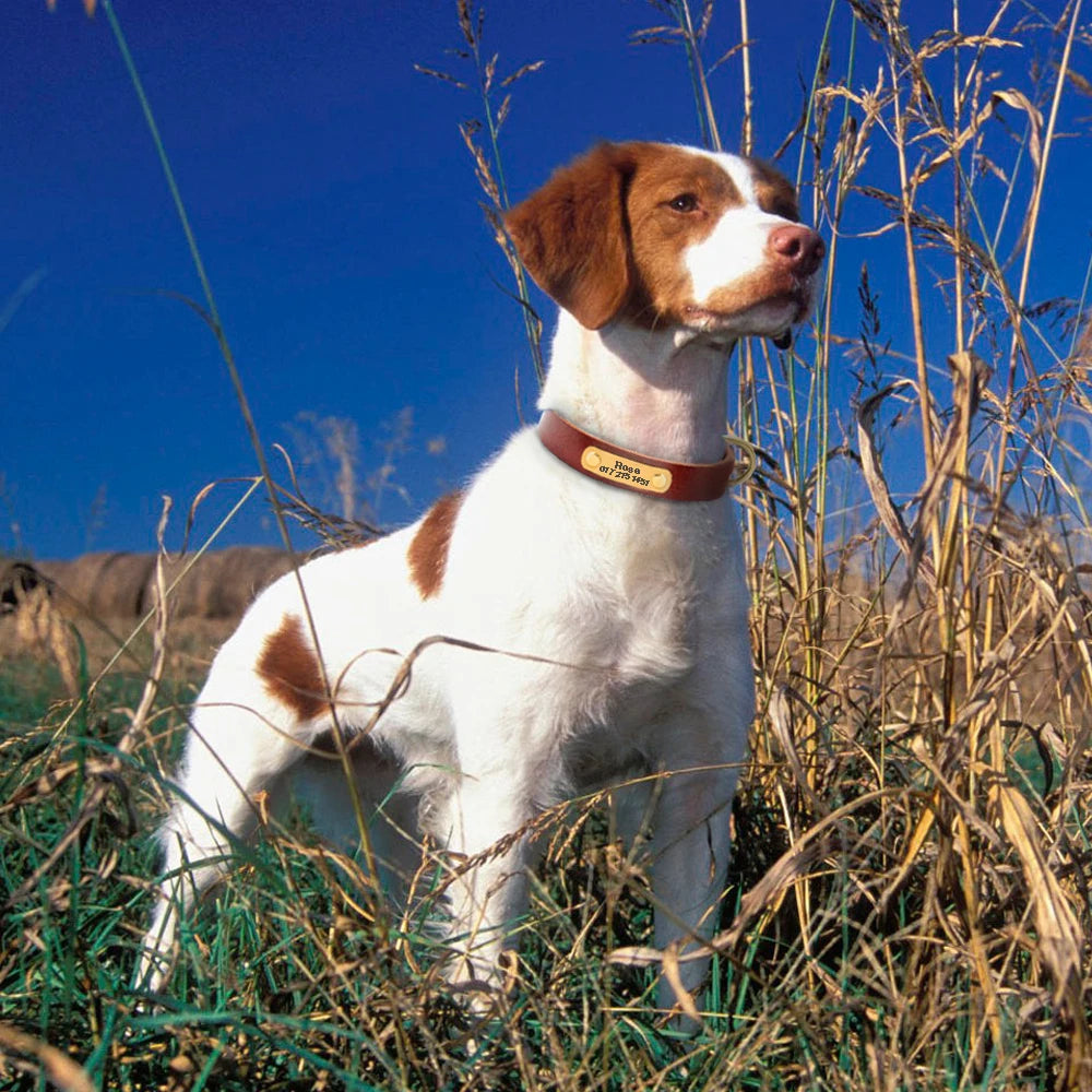 Personalized Leather Dog Collar - Adjustable with Engraved ID Name